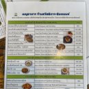 GGPC | 치앙마이 근교여행 도이인타논 택시투어 후기 2탄 (태국에서 가장 높은 곳/인타논 로얄 프로젝트)