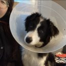 이도씨 동물의료센터 이미지