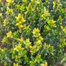 금태줄 사철나무(Euonymus fortunei var) 이미지