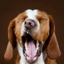 AVC 동물메디컬센터 이미지