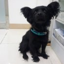 뽀삐뽀삐 이미지