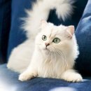 혜인종합 동물병원 이미지