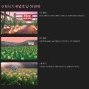 양파 수확시기 완벽 가이드 타이밍이 수확의 전부!