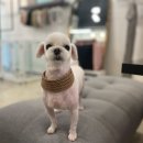 펫밀리쌀롱 이미지