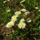 하얀민들레 이미지