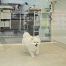 서울애견 미용실 이미지