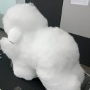 댕블리 | 반려견스타일리스트 3급 실기 후기, 황당한 위그 감점기준