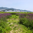 버들공원 이미지