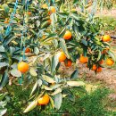 123농장 | 제주 감귤체험 천혜향 따기 미령이네 감귤농장 아이와 갈만한곳