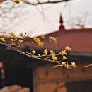 이천산수유마을 이미지