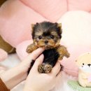 루비미용타운 | 강아지입양 사이트 예쁜 보석 요크셔테리어 분양