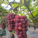 해찬농장 이미지