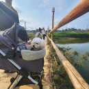 창포사랑나눔터 | 시루 앙꼬 애견 동반 여행 :: 2023 강릉 단오제 다녀온 후기