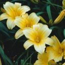 향기로운 염원 이미지