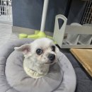 카라말티즈 Daum카페