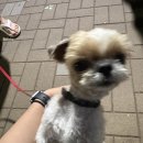 산책나가다가 개탐(real dog) 이미지