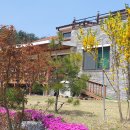 말라이카 이미지