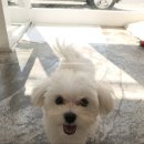 비비드봉 이미지