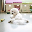 개발바닥 이미지