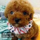 펫인샵(PET IN SHOP) 이미지