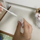 (주) 한국반려동물영양연구소(KNRC) | 고양이 알러지검사 포옹 식이민감도