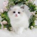 천안 고양이분양 도로시펫 이미지