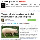 총알돼지 이미지