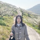 매원 | 전남 고흥 매화 명소 대화농장 대화매원 2025년 재방문 후기! :D