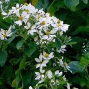Montanoa(Tree Daisy) 이미지