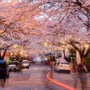 온천천시민공원 영산홍 이미지