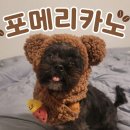 포메리카노