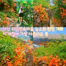 명소 실시간 개화현황 지금이 절정 인기 포토존 위치 연꽃 개화시기 주말 주차장 찻집 카페 이용후기