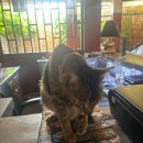 그린봄약국 | 치앙마이 :: 3박 5일 일정 / 그린타이거 하우스 / 반캉왓 마을 / 카오소이 님만 / 원님만 / 그래프 커피...