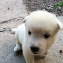 똥강아지 이미지