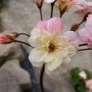 라라마조리