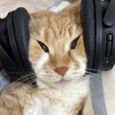 퀀텀리프