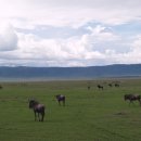 세렝게티 이미지