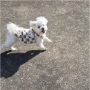 리본반려견 유치원 | 부산에서 찾은 믿음직한 애견호텔, 반려견도 만족하는 스테이!