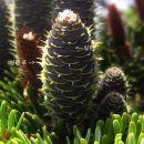 울릉푸른나무 이미지