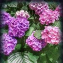 화성5리경로당 이미지