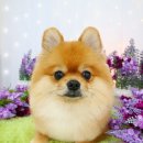 그루멍(groomung) 이미지