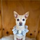 김포24시 힐 동물의료센터 이미지