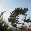 아림농장 Daum카페