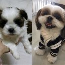 MK동물병원 이미지