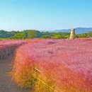 핑크뮬리 꽃단지 원 이미지