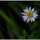 쑥부쟁이 이미지