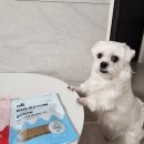 덴탈포스 | 강아지치석껌 강아지간식 꼬뜨 치카껌 6종(허니/락토/크랜베리/클로렐라/콜라겐/포스)덴탈껌 추천 후기