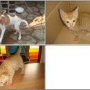 대교카센타 이미지