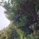 대신중학교 앞 이미지