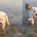 도로시지켜줄개 이미지